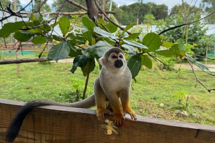 Monkey Encounter and Zip Line Adventure from Amber Cove — Puerto Plata Day Tour photo 3