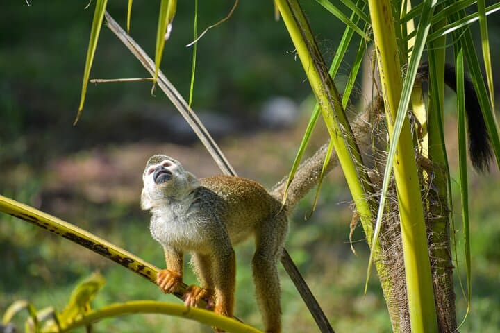 Monkey Encounter and Zip Line Adventure from Amber Cove — Puerto Plata Day Tour photo 4