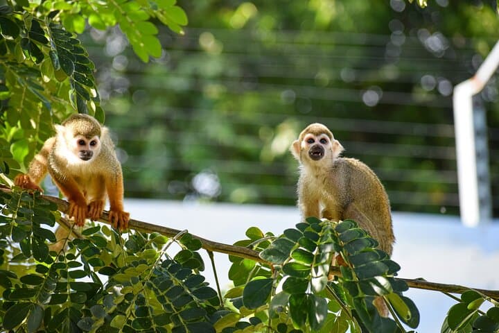 Monkey Encounter and Zip Line Adventure from Amber Cove — Puerto Plata Day Tour photo 1