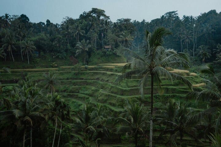 Ubud Day Tour: Monkey Forest, Tegalalang Rice Terraces & Tirta Empul photo 2