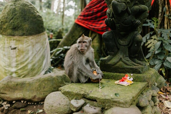 Ubud Day Tour: Monkey Forest, Tegalalang Rice Terraces & Tirta Empul photo 5
