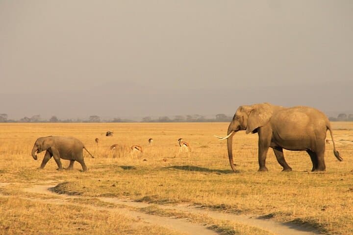 3-Day Safari from Diani: Tsavo East, Amboseli & Tsavo West Big-Five Loop photo 4