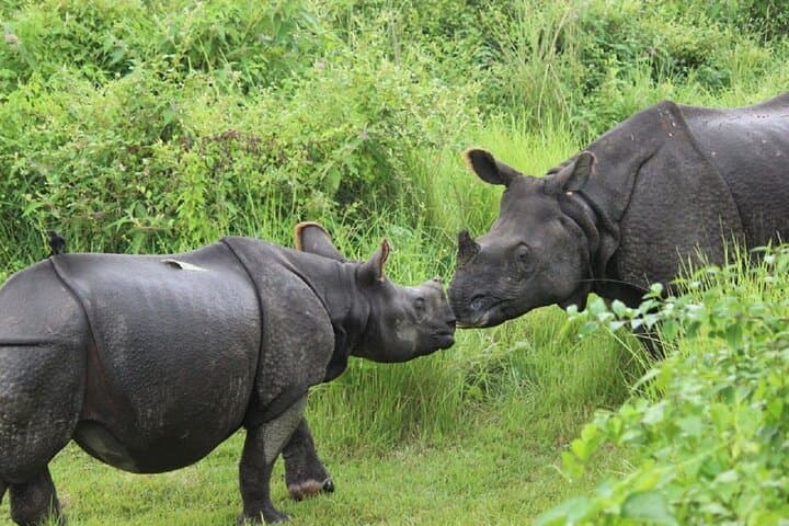 3-Day Chitwan Jungle Safari from Kathmandu — Rhino Tracks, Rapti Canoes & Tharu Culture