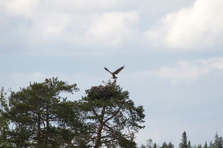 Private Saimaa Story Cruise: Ecoboat Tour from Puumala photo 6