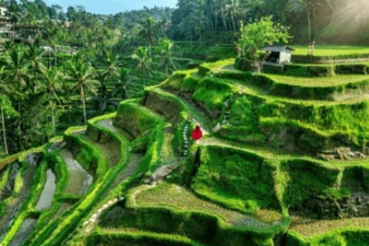 Ubud Day Tour: Waterfall, Temple, Rice Terraces & Monkey Forest Explained photo 4