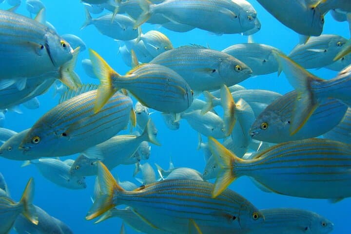 Snorkeling Tavolara & Molara from San Teodoro — A Marine Protected Area Day Trip photo 6
