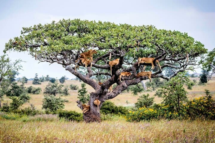 11-Day Big Five Safari: Kenya and Tanzania Game-Drive Adventure