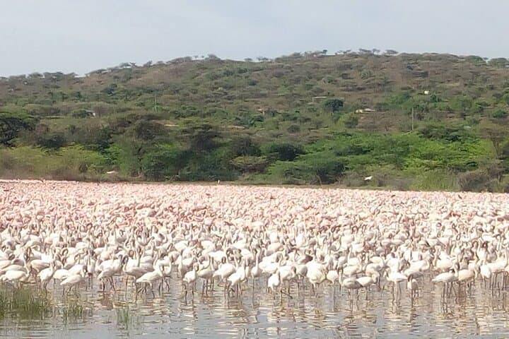 2-Day Lake Bogoria and Lake Nakuru Safari — Flamingos, Hot Springs & Rhinos photo 6