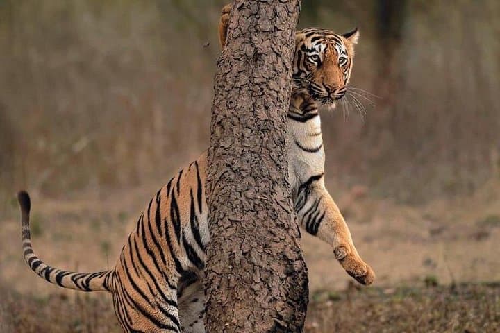 2-Day Jaipur to Ranthambore & Chambal River Safari — Tigers, Crocs and a Sunrise Boat Ride photo 4