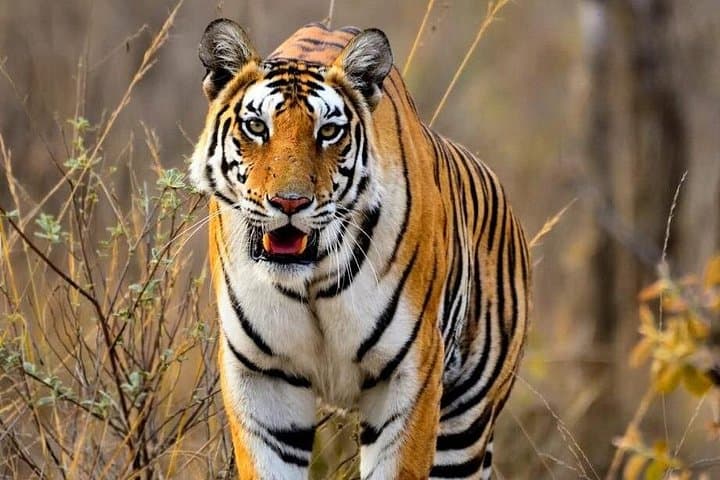2-Day Jaipur to Ranthambore & Chambal River Safari — Tigers, Crocs and a Sunrise Boat Ride photo 1