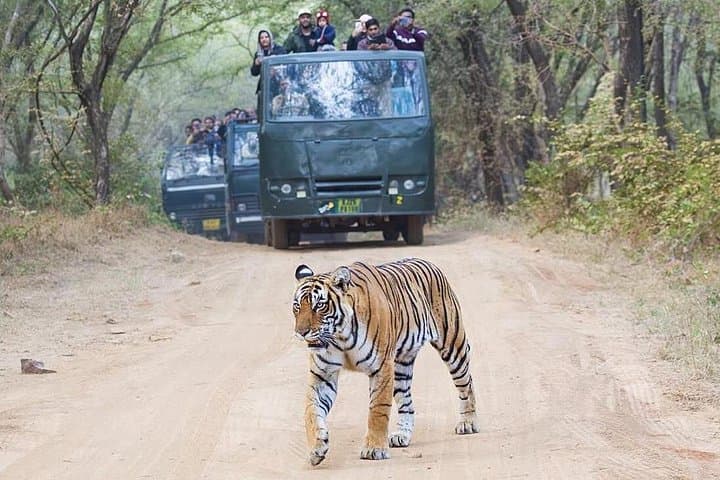 2-Day Jaipur to Ranthambore & Chambal River Safari — Tigers, Crocs and a Sunrise Boat Ride photo 3