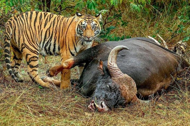 2-Day Jaipur to Ranthambore & Chambal River Safari — Tigers, Crocs and a Sunrise Boat Ride photo 2
