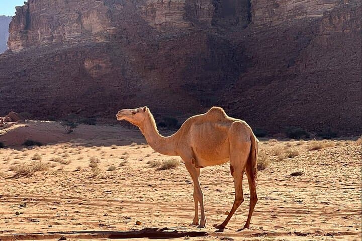 Wadi Al Disah Tour: Day Trip from Tabuk into Disah Valley photo 4