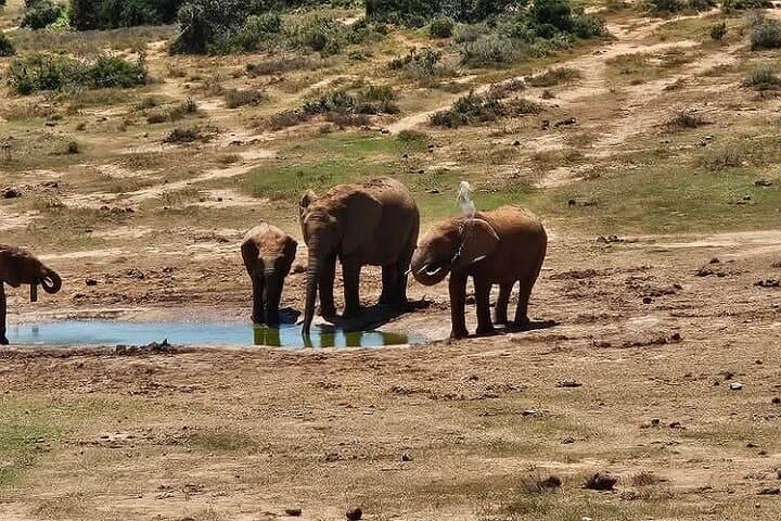 Addo Elephant National Park Half-Day Safari from Port Elizabeth photo 3