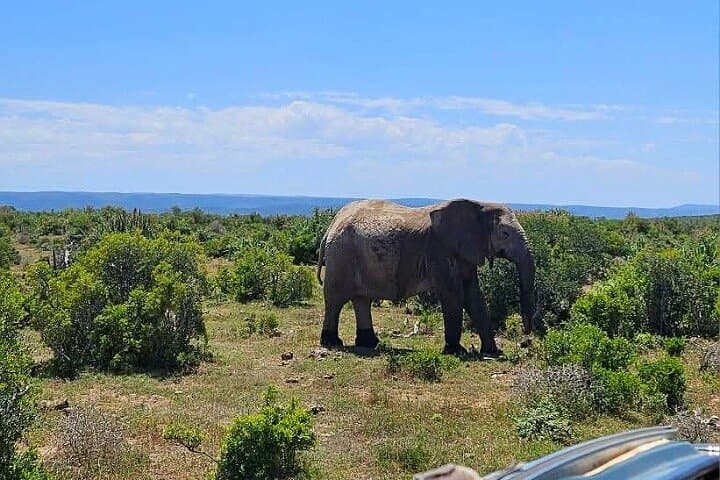 Addo Elephant National Park Half-Day Safari from Port Elizabeth photo 4