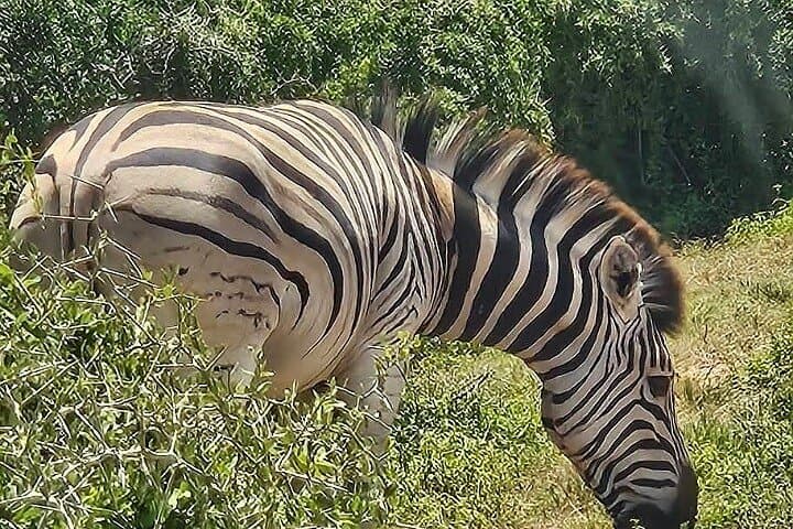 Addo Elephant National Park Half-Day Safari from Port Elizabeth photo 2