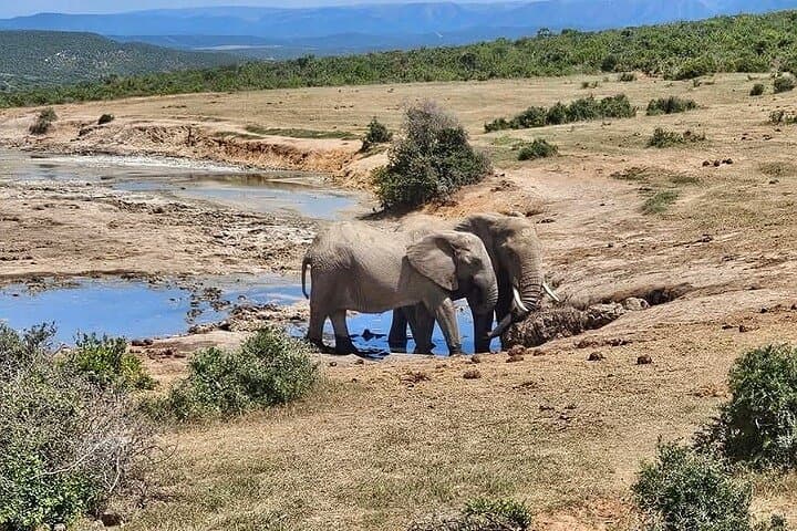 Addo Elephant National Park Half-Day Safari from Port Elizabeth photo 5