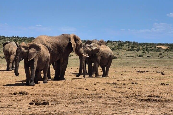 Addo Elephant National Park Half-Day Safari from Port Elizabeth