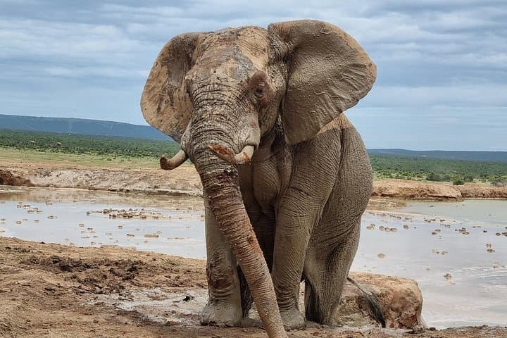 Full-Day Addo Elephant Park Safari and Giraffe Walk from Port Elizabeth photo 2