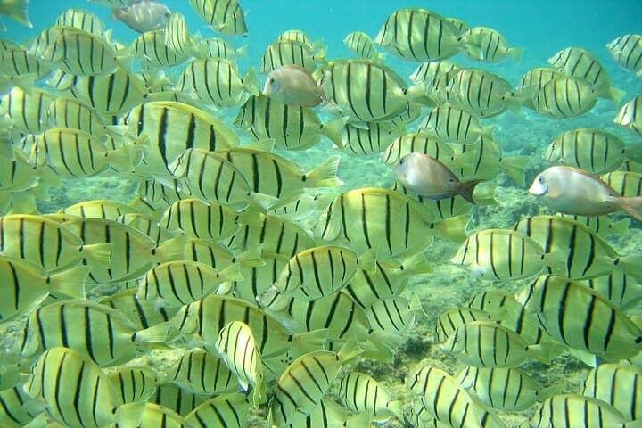 Cabo San Lucas Private 3-Hour Snorkeling Tour to the Arch and Lover's Beach photo 2
