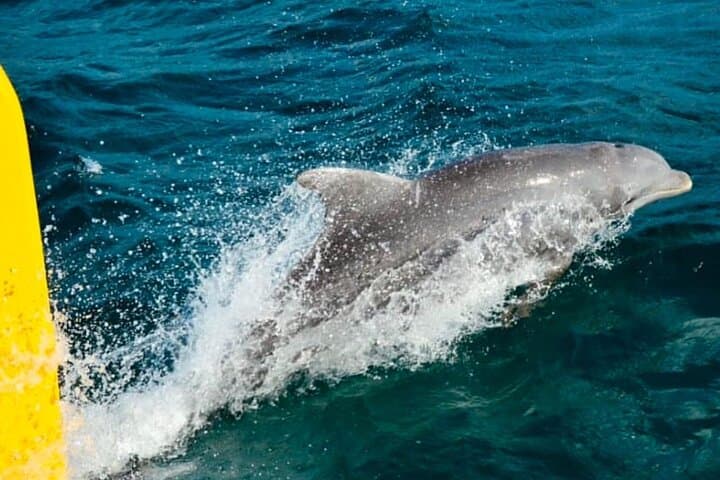 Negril Party Catamaran Cruise: Open Bar, Snorkel & Rick's Cafe Sunset photo 6