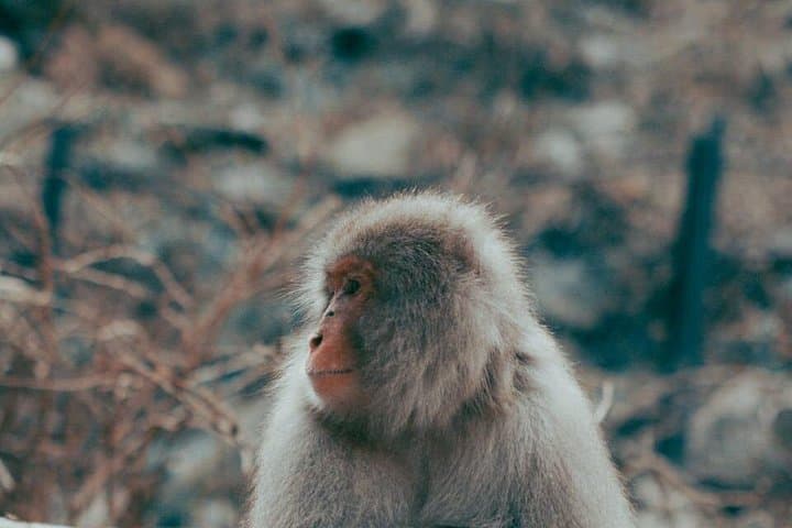 Nagano Private Tour: Snow Monkeys, Zenko-ji & Matsushiro in One Day photo 1