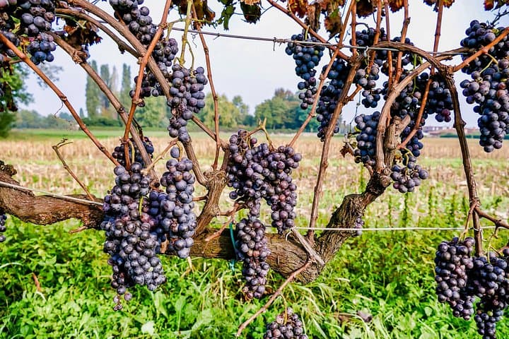 Private Luxury SUV Wine Tour in Napa & Sonoma Valley — 6-Hour Custom Tasting Experience photo 3