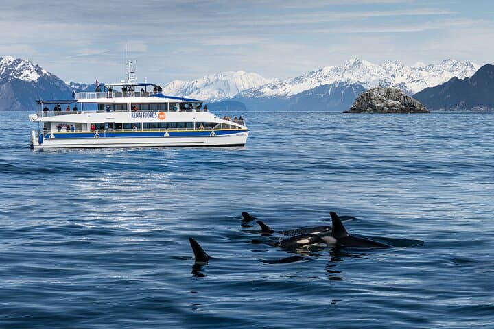 Kenai Fjords & Resurrection Bay Half-Day Wildlife Cruise from Seward photo 2