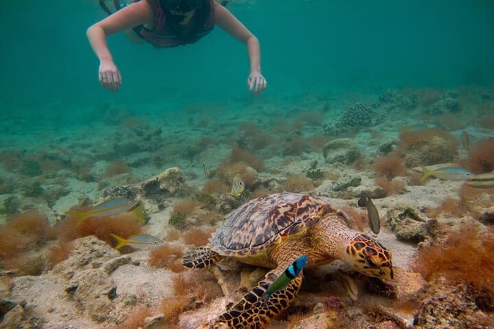 Snorkel with Sea Turtles in St. Thomas — Beginner-Friendly Beach Snorkel (2 hrs) photo 2