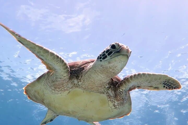 Snorkel with Sea Turtles in St. Thomas — Beginner-Friendly Beach Snorkel (2 hrs) photo 5