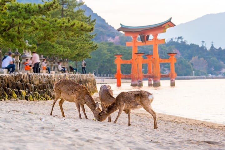 Miyajima Island Day Tour: From Floating Torii to Mount Misen Summit photo 4