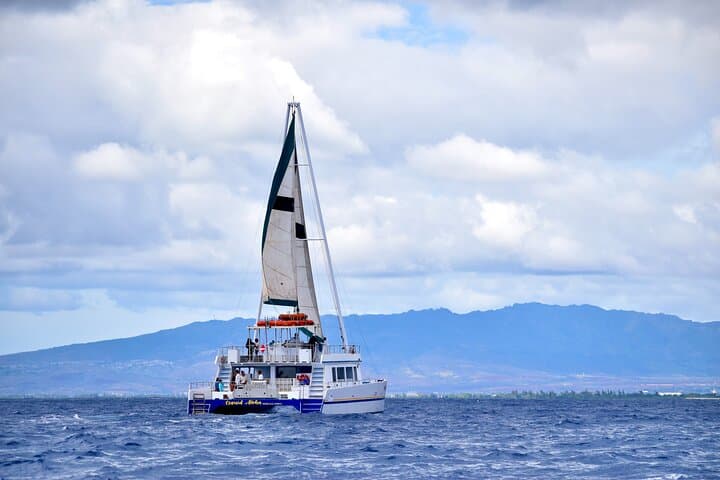 2-Hour Waikiki Whale Watching Cruise — Oahu Humpback Experience photo 6