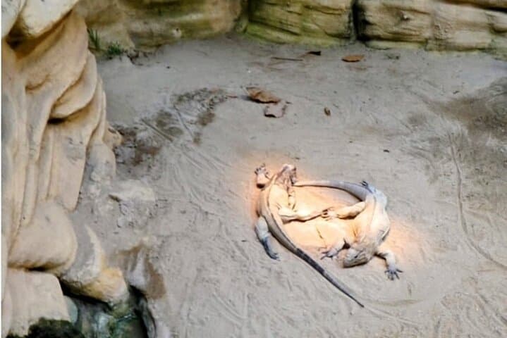 Private Bern Sightseeing: Bern Zoo & Old Town Half-Day Tour photo 4