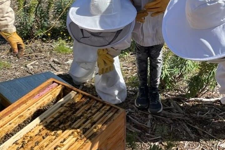 Immersion in a Beehive: Sacred Bees Experience in the Alpilles photo 2