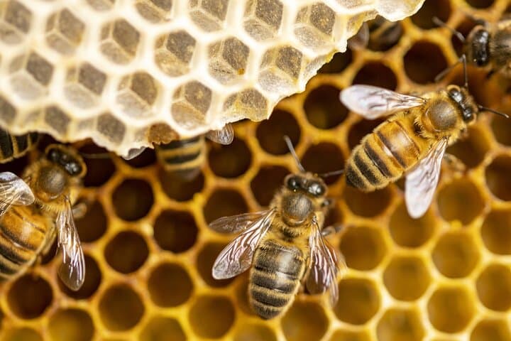 Immersion in a Beehive: Sacred Bees Experience in the Alpilles photo 4