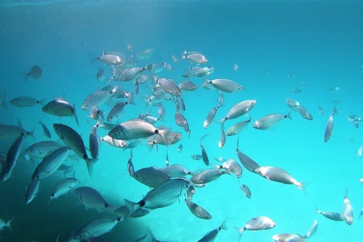 Sea Baptism at Ruja Island: Beginner Scuba Dive in Tavolara Marine Park photo 3