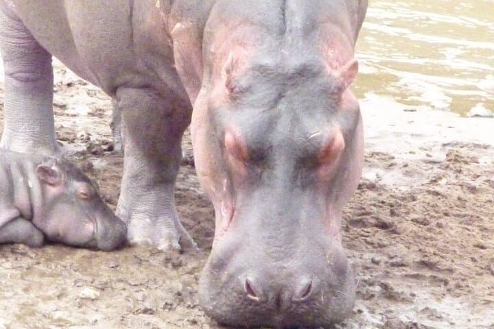 Lake Naivasha Day Trip from Nairobi: Boat Safari, Crescent Island Walk & Wildlife photo 5