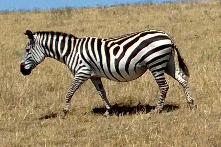 Lake Naivasha Day Trip from Nairobi: Boat Safari, Crescent Island Walk & Wildlife photo 6