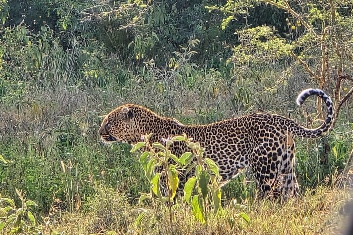 Half-Day Safari at Nairobi National Park: Wildlife on Nairobi’s Doorstep photo 2