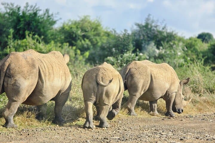 Half-Day Safari at Nairobi National Park: Wildlife on Nairobi’s Doorstep photo 3