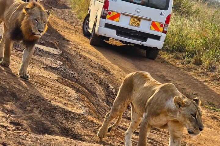 Half-Day Safari at Nairobi National Park: Wildlife on Nairobi’s Doorstep photo 4