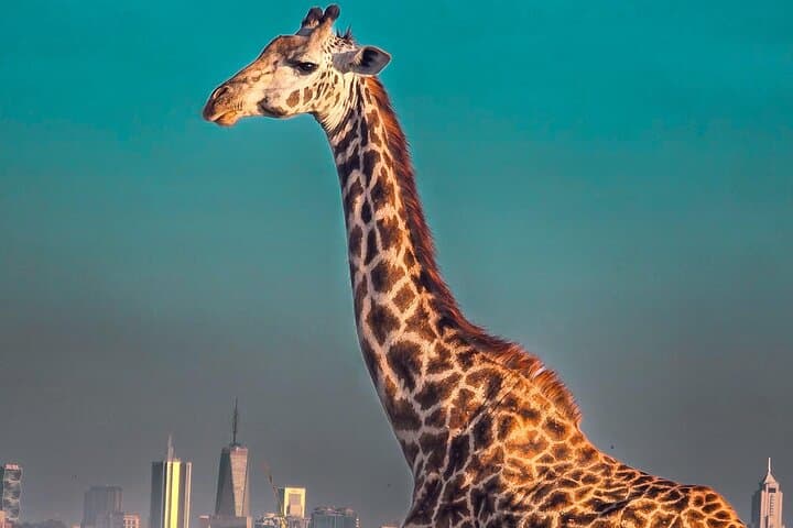Half-Day Safari at Nairobi National Park: Wildlife on Nairobi’s Doorstep