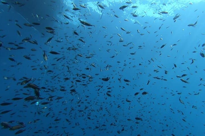 Tavolara & Molara Professional Two-Tank Dives from San Teodoro — Sardinia’s Marine Park photo 6