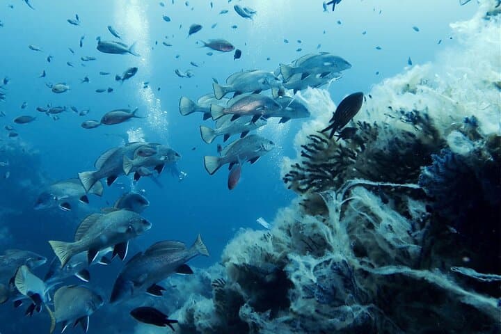 Tavolara & Molara Professional Two-Tank Dives from San Teodoro — Sardinia’s Marine Park photo 4