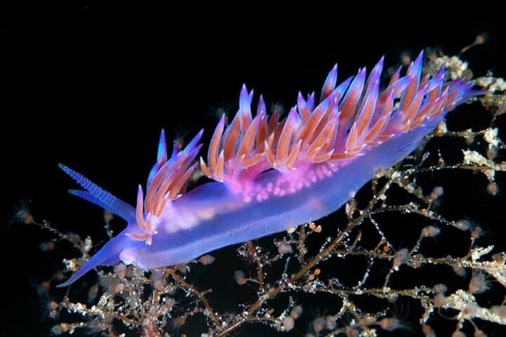 Tavolara & Molara Professional Two-Tank Dives from San Teodoro — Sardinia’s Marine Park photo 5