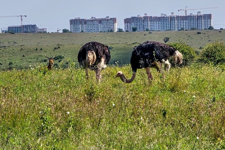 Half-Day Safari at Nairobi National Park: Wildlife on Nairobi’s Doorstep photo 6