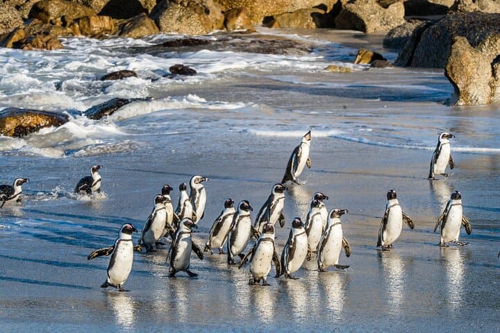 Cape Peninsula Day Tour: Penguins, Cape Point & Hout Bay Scenic Drive