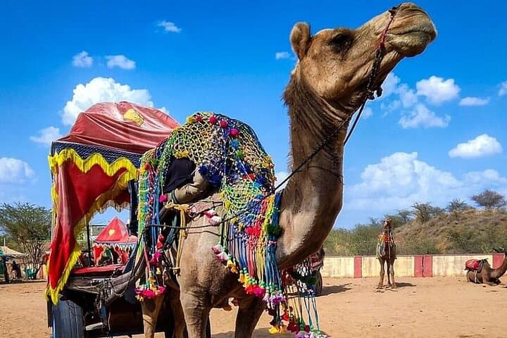 Pushkar Cultural Day Trip from Jaipur: Brahma Temple, Lake & Camel Ride