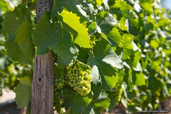 Private Maipo Valley Wine Tour — Two Premium Wineries with Lunch from Santiago photo 5