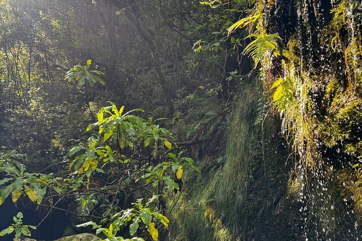 Canyoning in Madeira: Intermediate Rappels, Waterfalls & Hidden Pools photo 3